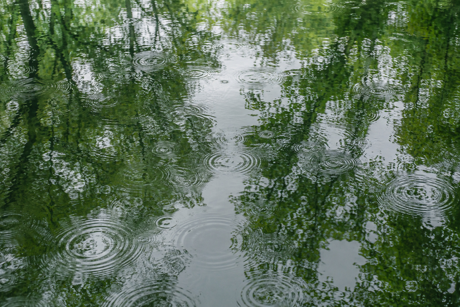 Отражения крон на воде