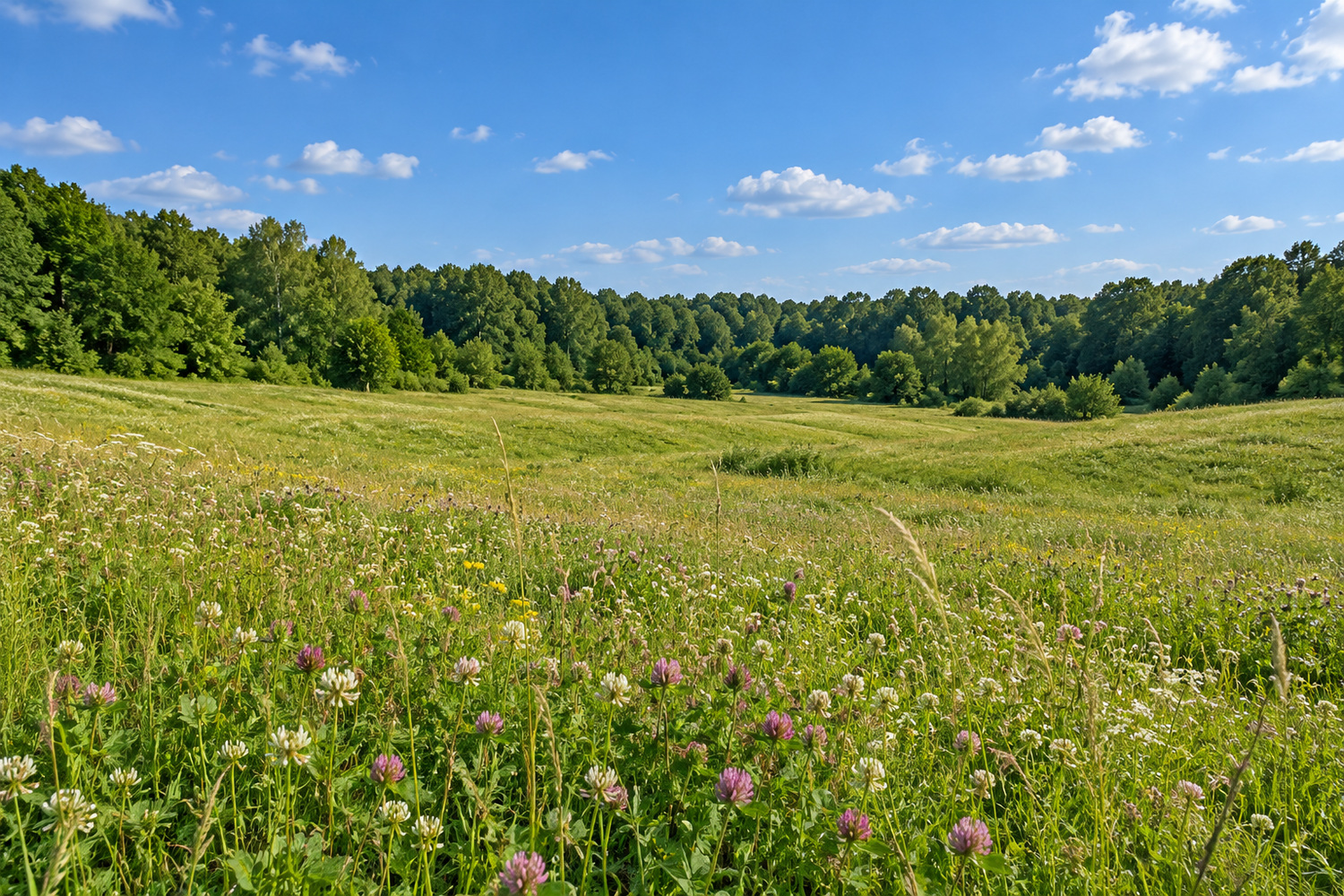 Луговая поляна среди леса