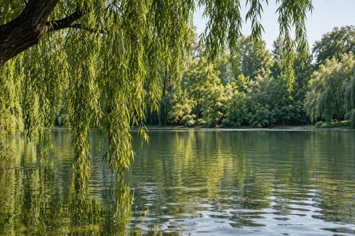 Пруд и ивы в Парке Горького