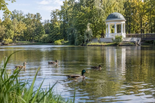 Пруд и беседка в Сокольниках